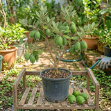 2 Pineapple Guava Live Plant, Guava Sweet Fruit, 4-6 Inch Tall