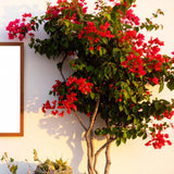 Red Bougainvillea Plant Live, Tropical Climbing Vine, 4 Inch Tall