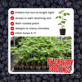 2 Ouachita Black Berry Plants Live, Hardy Garden Plant, 4-6 Inch Tall