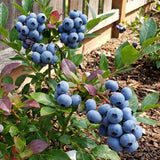 2 Misty Blueberry Live Plant, Cold Hardy Fruit Bush, 4-6 Inch Tall