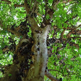 Jaboticaba Live Plant, Outdoor Garden Fruit Tree, 1 Ft Tall