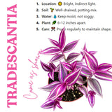 2 Tradescantia Wandering Jew Live Plants, Variegated Houseplant, 2 Inch Pot