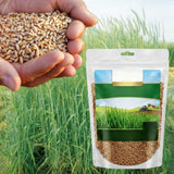 2 Lb Rye Seeds to Plant, High Yield Garden Seeds