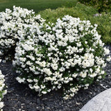 Mock Orange Shrub Plant, 8 Months Old, White Fragrant Flowers for Planting