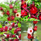 100 Roselle Live Seeds, Seeds for Home Garden