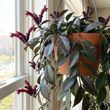 Aeschynanthus Lipstick Live Plant, Trailing Indoor Houseplant, 4 Inch Pot