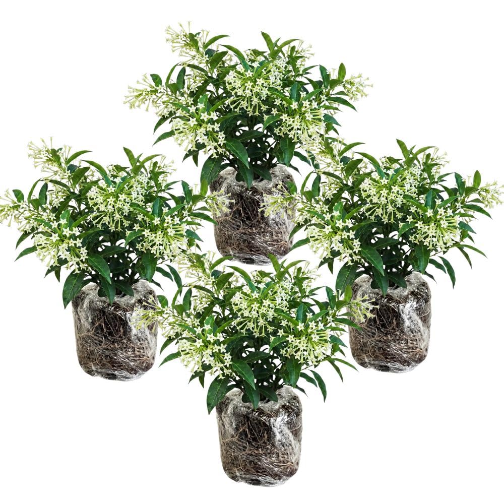 4 Pack Night Blooming Jasmine Live Plants, 4-7 Inc Tall