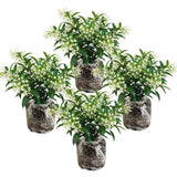4 Pack Night Blooming Jasmine Live Plants, 4-7 Inc Tall