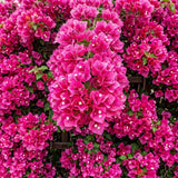 2 Pink Bougainvillea Live Plants, Tropical Flower Plant, 4-6 Inch Tall
