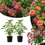 2 Deep Pink Live Lantana Plants, Well-Rooted Starter Plant, 4-7 Inch Tall