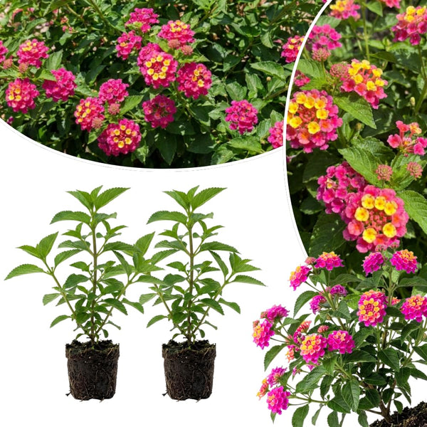 2 Deep Pink Live Lantana Plants, Well-Rooted Starter Plant, 4-7 Inch Tall