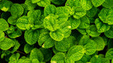 6 Mixed Mint Herb Live Plants, 4-6 Inch Tall