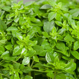 3 Sweet Greek Basil Plants Live, Ready to Grow Plant, 3-6 Inch Tall