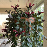 Aeschynanthus Lipstick Live Plant, Trailing Indoor Houseplant, 4 Inch Pot