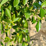 Green Live Finger Lime Plant, Lime Tree Live, 1-2 Ft Tall, Gallon Pot
