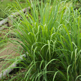 2 Lemongrass Live Plants, Outdoor Garden Plant, 4-6 Inch Tall