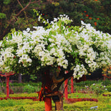 White Bougainvillea Live Plant, Well-Rooted Flower Vine, 4 Inch Tall