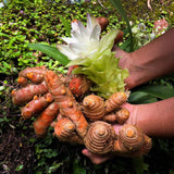 2 Live Turmeric Curcuma Plants, 4-6 Inch Tall