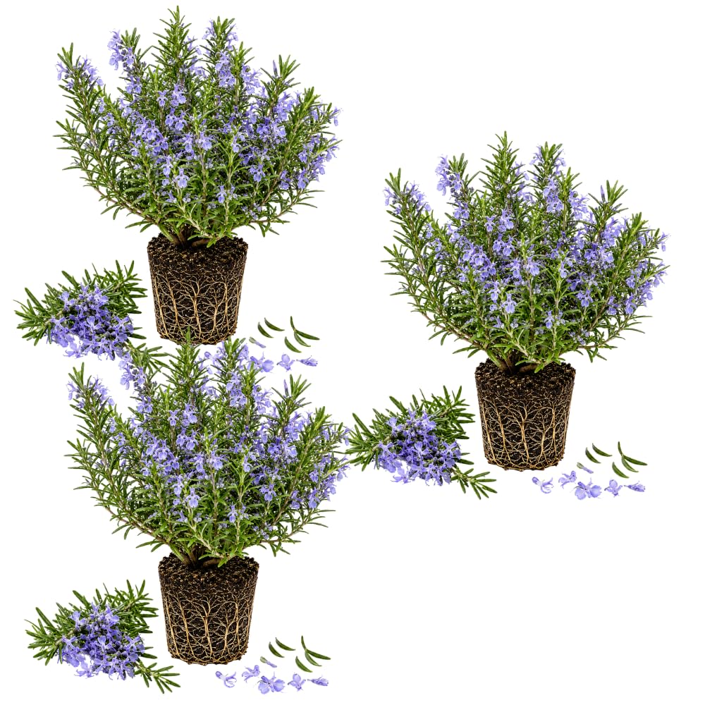 3 Blue Rosemary Plants Live, Rosemary Herb Plant, 4-7 Inch Tall