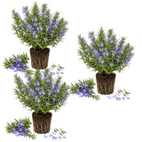 3 Blue Rosemary Plants Live, Rosemary Herb Plant, 4-7 Inch Tall