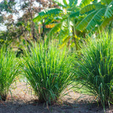 4 Lemongrass Plants Live, Herb Stalks Plant