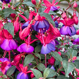 Purple Fuchsia Live Plant, Patio Basket Flower, 4-8 Inch Tall, 5 Inch Pot