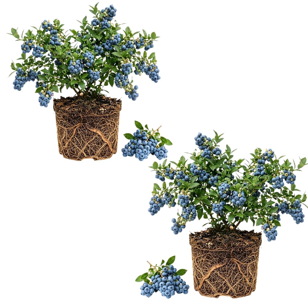 2 Emerald Blueberry Plant Live, Blueberry Bushes Plant, 4-7 Inch Tall