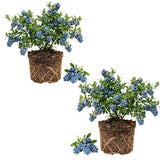 2 Emerald Blueberry Plant Live, Blueberry Bushes Plant, 4-7 Inch Tall