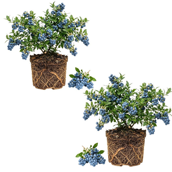 2 Emerald Blueberry Plant Live, Blueberry Bushes Plant, 4-7 Inch Tall