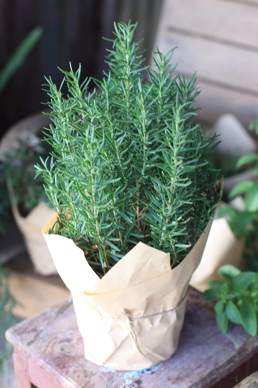 Rosemary Plant Live, Outdoor Garden Herb Plant, 4-6 Inch Tall