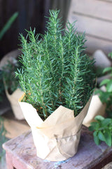 Rosemary Plant Live, Outdoor Garden Herb Plant, 4-6 Inch Tall