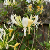White Yellow Honeysuckle Plant 6-10" Tall in 4 Inch Pot