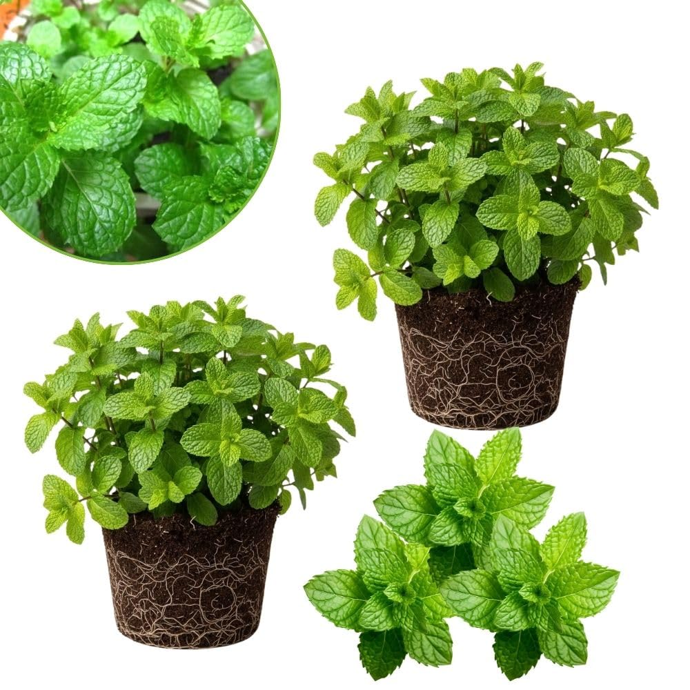 Set 2 Mojito Mint Live Plant, 3-7 Inch Tall