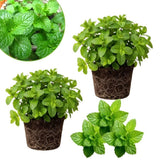 Set 2 Mojito Mint Live Plant, 3-7 Inch Tall