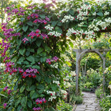 4 Assorted Bleeding Heart Plants Live, Clerodendrum Plant, 4-6 Inch Tall