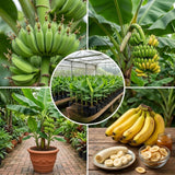 Dwarf Cavendish Banana Plant, Sweet Yellow Fruit, 4-7 Inch Tall, 4 Inch Pot