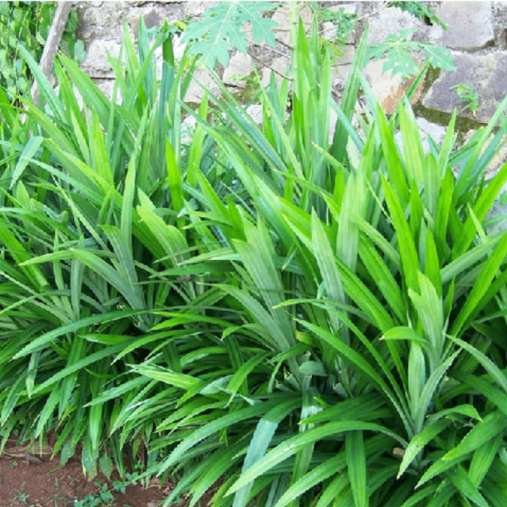 Pandan Herb Live Plant, Well-Rooted Herb Plant, 4-8 Inch Tall