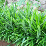 Pandan Herb Live Plant, Well-Rooted Herb Plant, 4-8 Inch Tall
