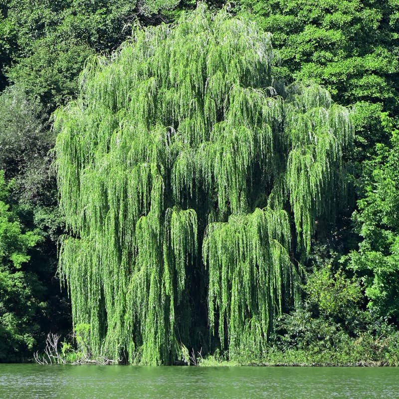 4 Willow Trees Live, 12-24 Inch Tall