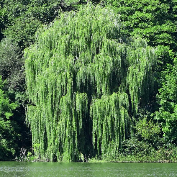 4 Willow Trees Live, 12-24 Inch Tall