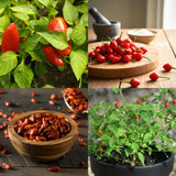 150 Chili Pequin Pepper Garden Seeds, Pepper Seeds for Planting
