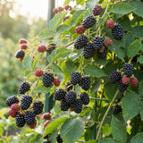 2 Triple Crown Black Berry Live Plants, Indoor Outdoor Plant, 4-6 Inch Tall