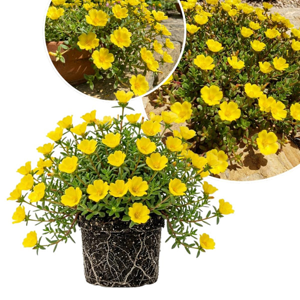 2 Yellow Portulaca Live Plants, Hardy Garden Plant, 4-7 Inch Tall