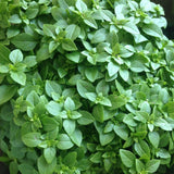 6 Greek Basil Live Plants, Ready to Grow Plant, 3-5 Inch Tall