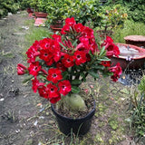 Red Desert Rose Live Plant 4-7 Inches, Colorful Adenium Obesum Succulent Plants for Indoor Outdoor, Hardy, Ready to Grow