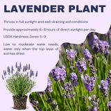 2 Blue Lavender Live Plants, 4-7 Inch Tall,Fragrant Flower for Growing