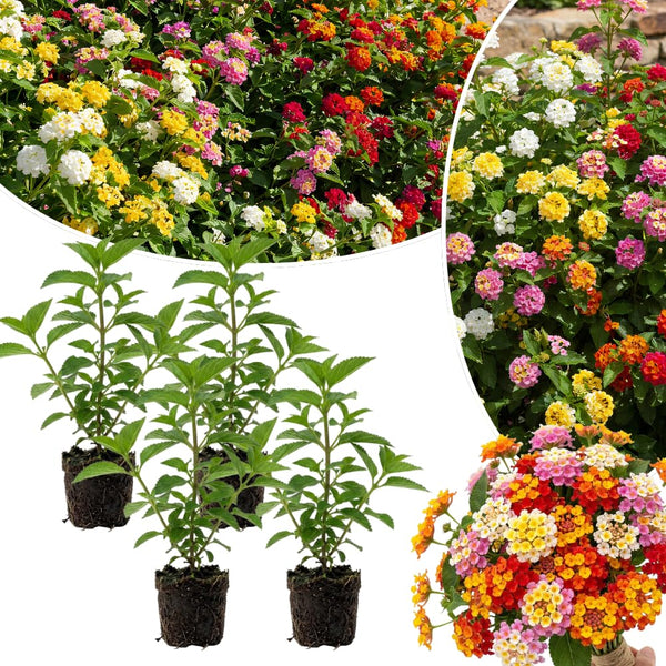 4 Mixed Lantana Live Plants, Indoor Outdoor Plant, 4-7 Inch Tall