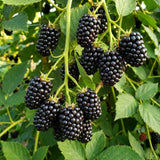 2 Sweet Live Black Berry Plants, Berry Fruit Bush, 4-6 Inch Tall