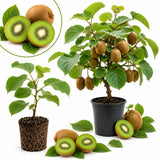 Hardy Kiwi Plant Live, Edible Berry Vine Plant, 4-6 Inch Tall
