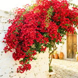 Red Bougainvillea Plant Live, Patio Flower Vine, 4-6 Inch Tall, 4" Pot